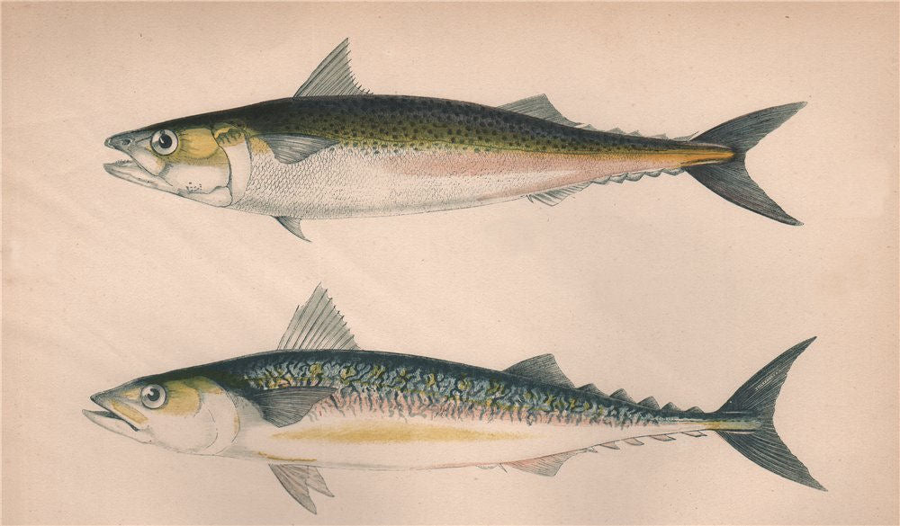DOTTED & SCRIBBLED MACKEREL Scomber Punctatus Atlantic Mackerel COUCH Fish 1862